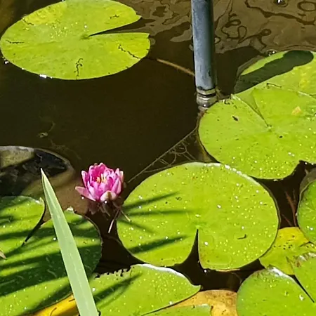 Leganyi Apartmanhaz * Erlau