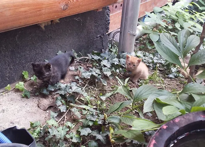 Legányi Apartman Eger